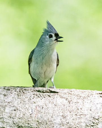 Tufted Titmouse