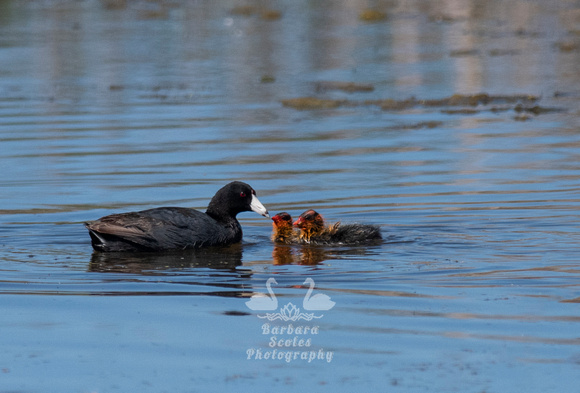 American Coots and Chicks