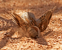 House Sparrow Taking a Dust Bath