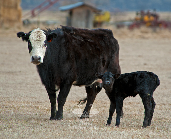 Cow With Her New Little One