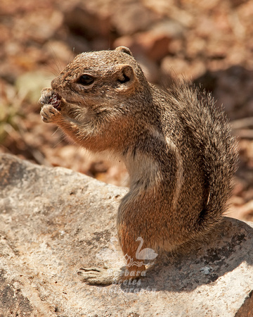 Antelope Squirrel