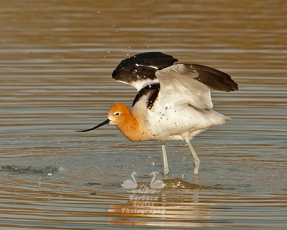 American Avocet