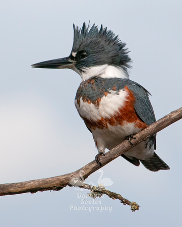 Belted Kingfisher-Female