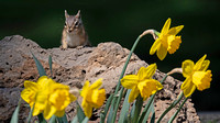 Least Chipmunk