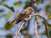 Yellow-rumped Warbler