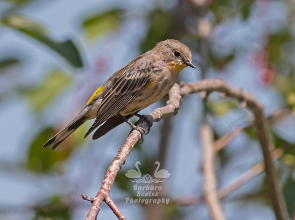 Yellow-rumped Warbler