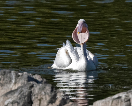 American White Pelican