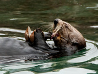 Sea Otter Eating a Clam