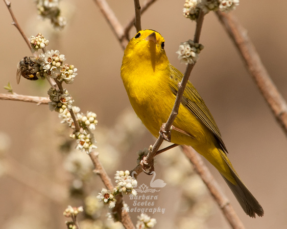 Wilson's Warbler