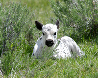 A New Calf
