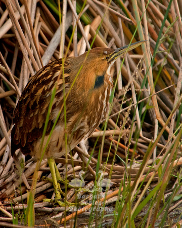 American Bittern