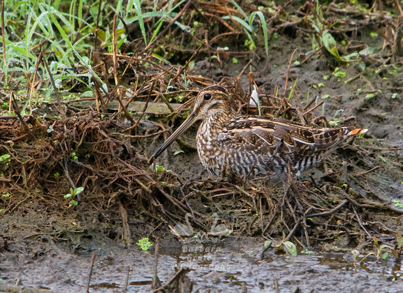 Wilson's Snipe