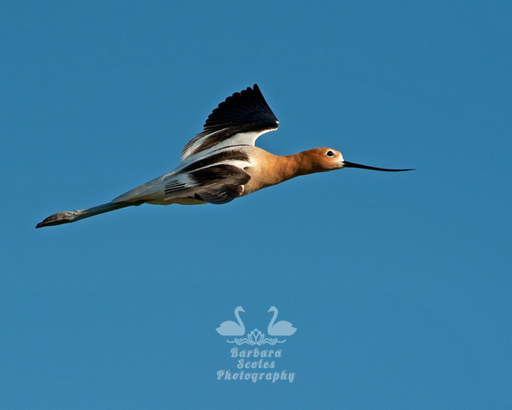 American Avocet