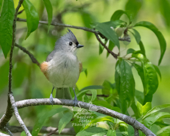 Tufted Titmouse