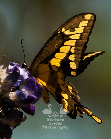 Giant Swallowtail
