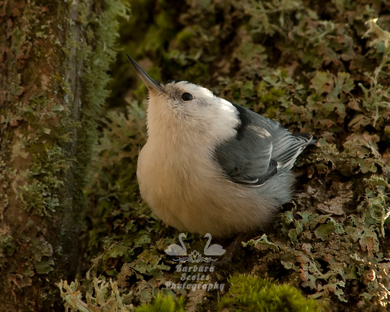 White Breasted Nuthatch