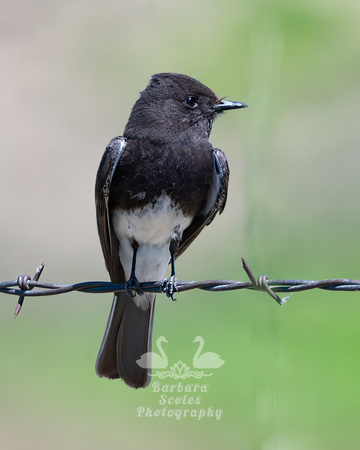 Black Phoebe