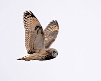 Klamath Basin Refuges, California