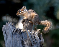 Least Chipmunk