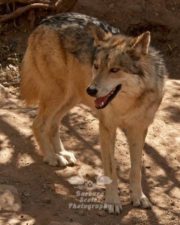 Mexican Wolf