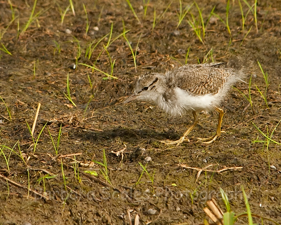 Spotted Sandpiper Chick
