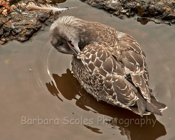 Bathing Young Gull