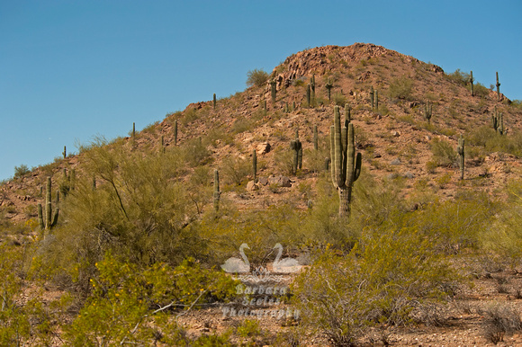 Desert Landscape