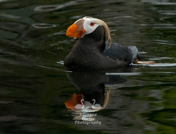 Tufted Puffin