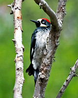 Acorn Woodpecker