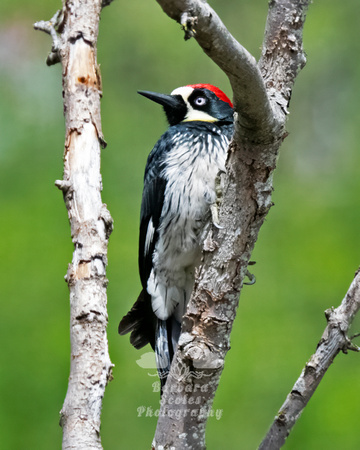 Acorn Woodpecker