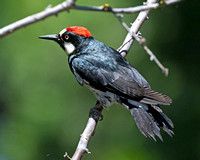 Acorn Woodpecker