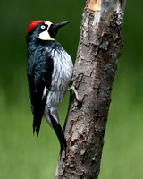 Acorn Woodpecker