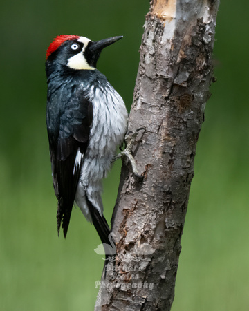 Acorn Woodpecker