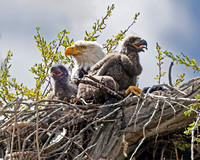 Bald Eagle and Eaglets in the Nest
