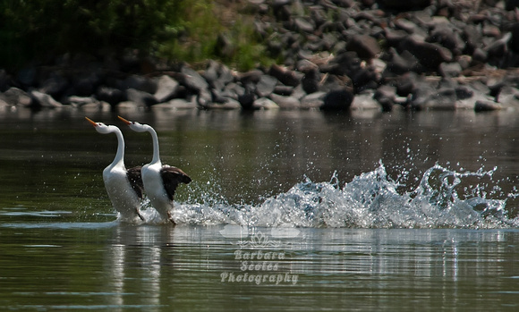 Courting Clark's Grebes