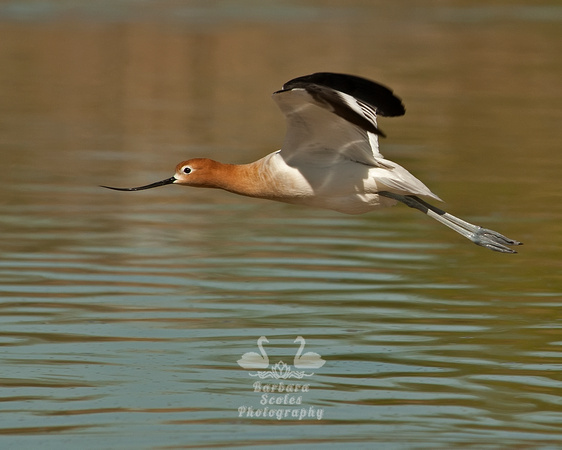 American Avocet