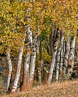 Aspen Trees