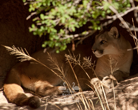 Cougar