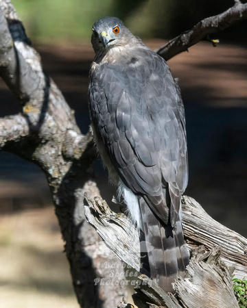 Cooper's Hawk