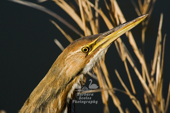 American Bittern