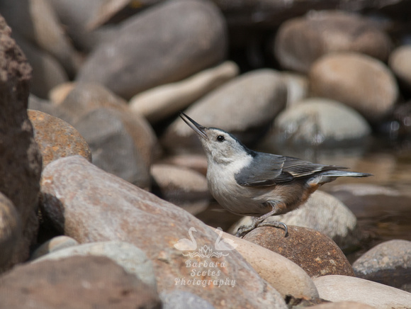 White-breasted Nuthatch