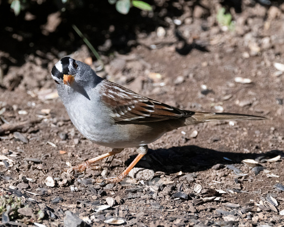 White-crowned Sparrow