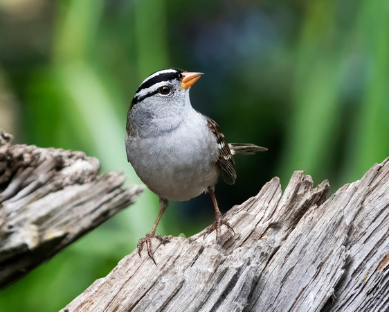 White-crowned Sparrow