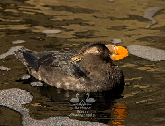 Tufted Puffin in Winter Plumage