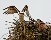 Osprey on the Nest