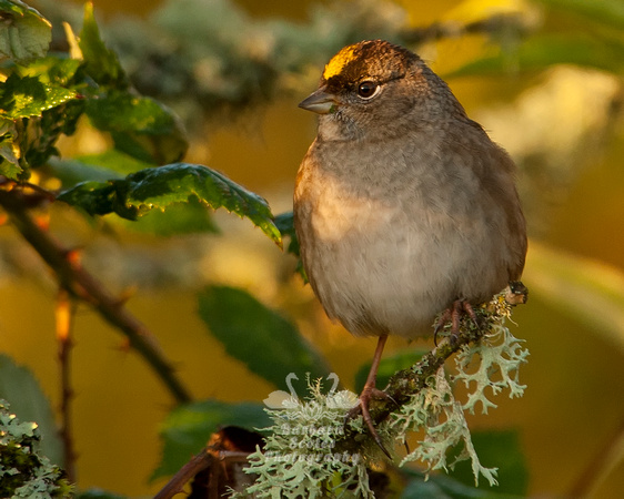 Golden Crowned Sparrow