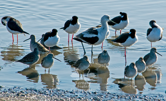 American Avocet, Long Billed Dowitchers and Black Necked Stilts