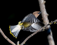 Cedar Waxwing