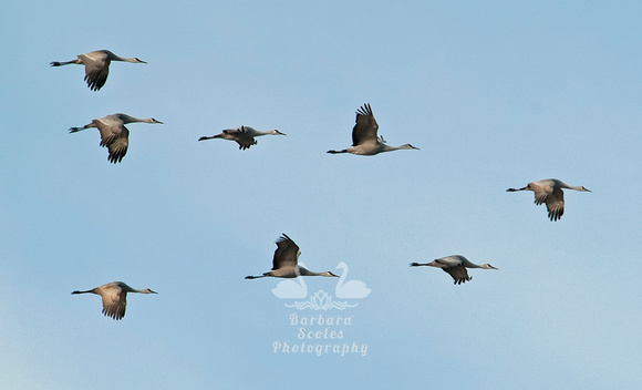 Sandhill Cranes