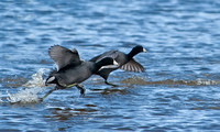 American Coot